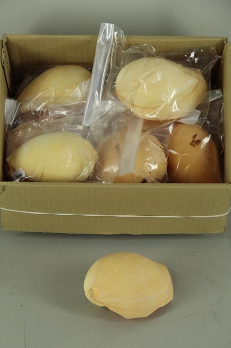 <h4>Shell Red Patram Giant ca.10cm</h4>