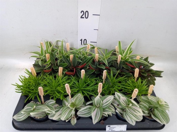 <h4>Planten  ..mix</h4>