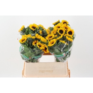 Heli Orange Fire 75cm