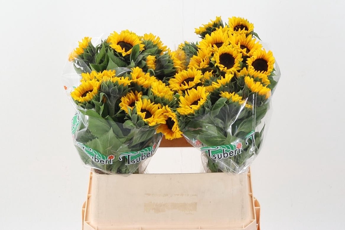 <h4>Heli Orange Fire 75cm</h4>