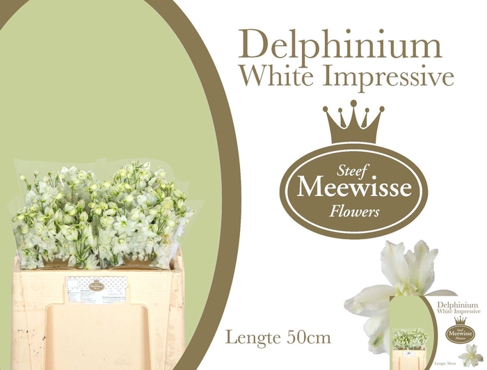 <h4>DELPH DU DEW IMPR WH</h4>