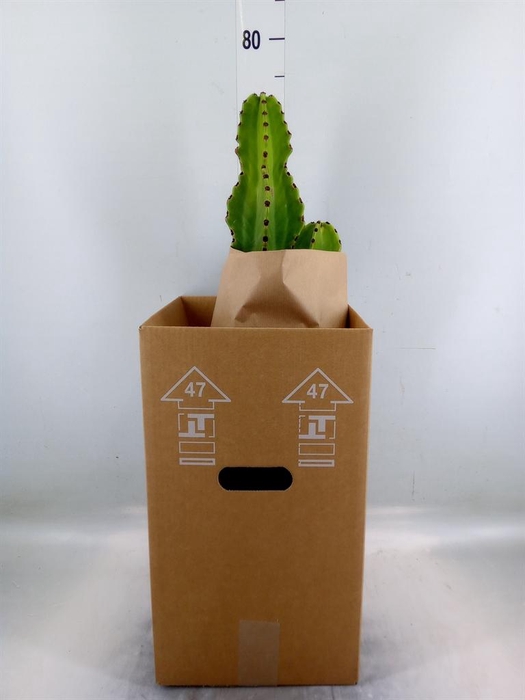 <h4>Euphorbia ingens</h4>