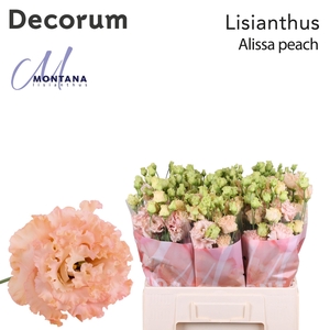 Lisianthus Alissa peach 60cm