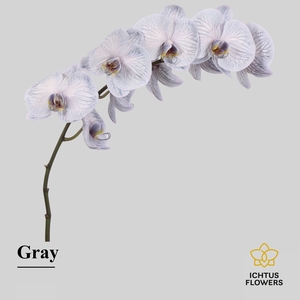 Phalaenopsis