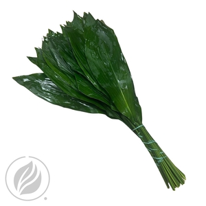 Aspidistra 80cm