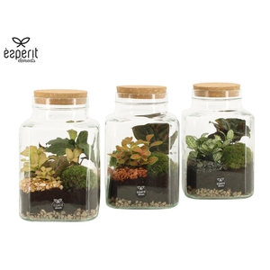 90559: Terrarium arrangement