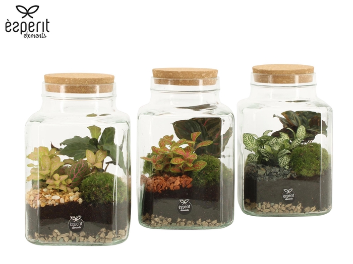 <h4>90559: Terrarium arrangement</h4>