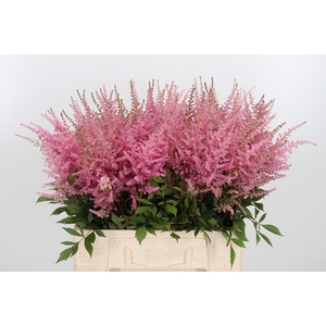 Astilbe Erika Roze