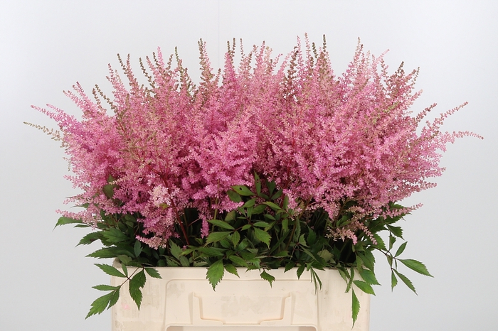 <h4>Astilbe Erika Roze</h4>