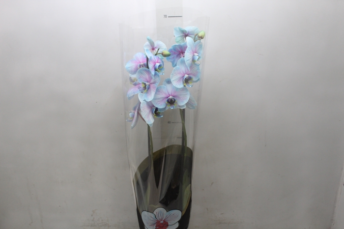 <h4>PHALAENOPSIS FROZEN P12 AZUL/ROSA 2 HT</h4>