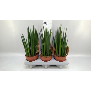 Sansevieria bacularis