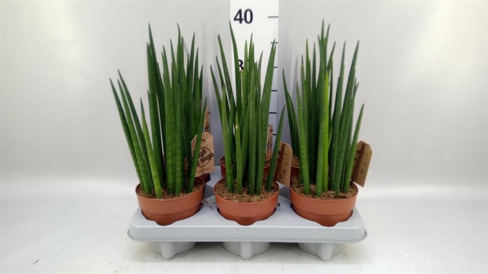 <h4>Sansevieria bacularis</h4>