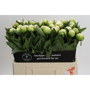 Paeonia Madame Claude Tain