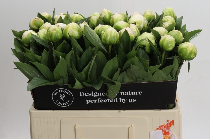 <h4>Paeonia Madame Claude Tain</h4>