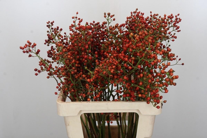 <h4>ROSA OUVERTURE</h4>