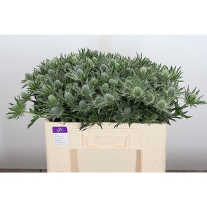 Eryn Sirius Qstar 50cm