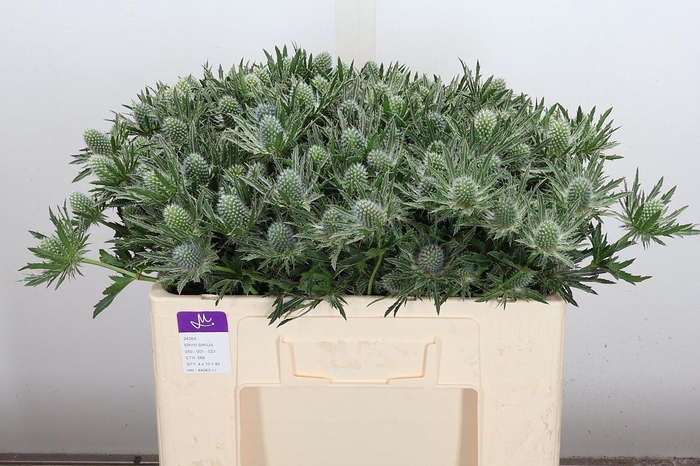 <h4>Eryn Sirius Qstar 50cm</h4>