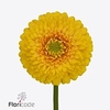 GE BV POM SUNLIGHT
