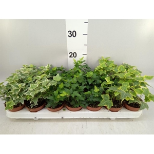 Hedera   ...mix