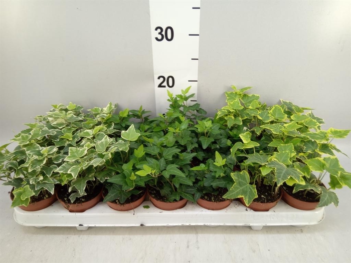 <h4>Hedera   ...mix</h4>