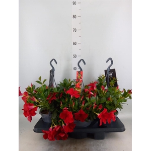 Mandevilla sand. 'Bella Red'