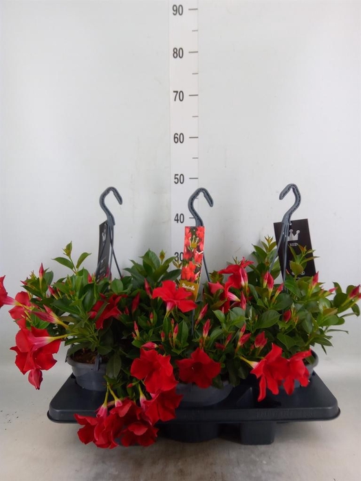 <h4>Mandevilla sand. 'Bella Red'</h4>