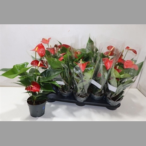 Anthu An Bambino Red