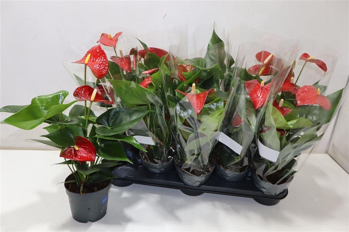 <h4>Anthu An Bambino Red</h4>