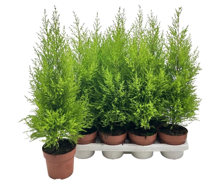 <h4>CUPR MA GOLDC WILMA</h4>