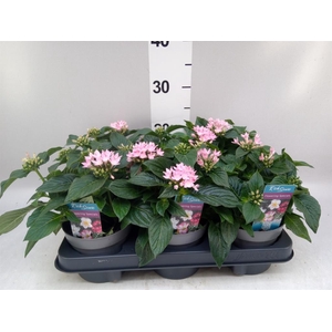Pentas lanceolata 'Starclust Rose'