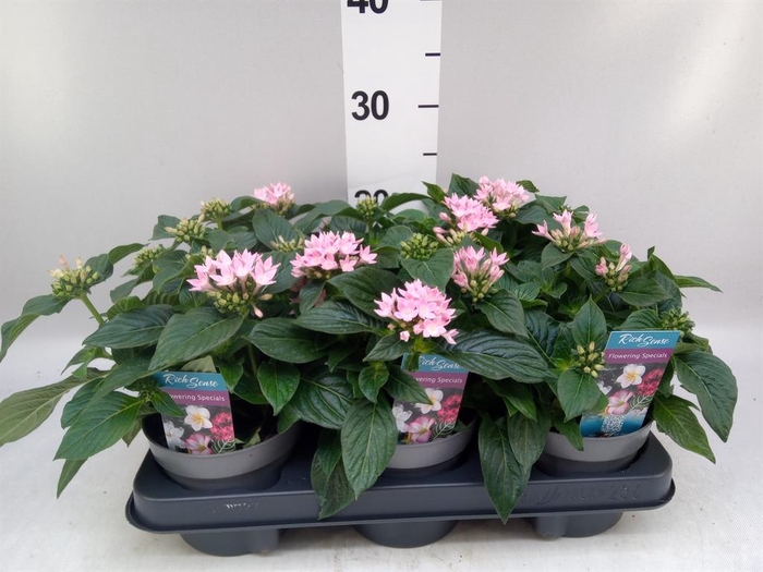 <h4>Pentas lanceolata 'Starclust Rose'</h4>
