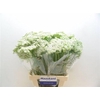 Ammi Majus Visnaga