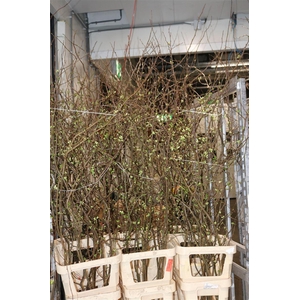 Chaenomeles Superba White 160 180cm P Stem X10