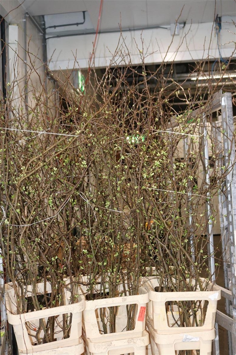 Chaenomeles Superba White