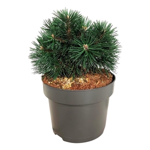 Pinus mugo 'Green Pearl'