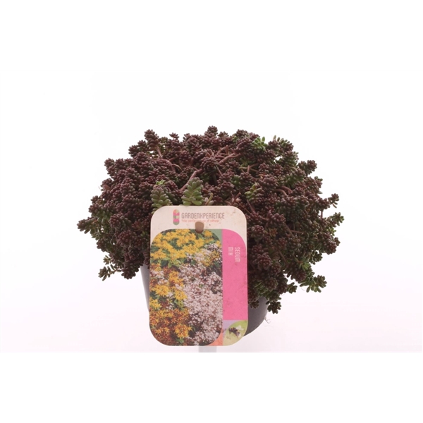 <h4>Sedum album Coral Carpet</h4>