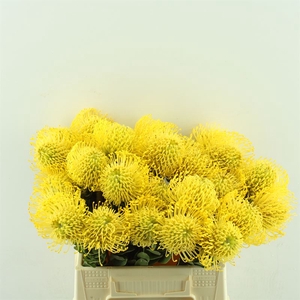 Leucospermum High Gold