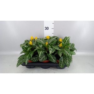 Aphelandra squar. 'Dania'
