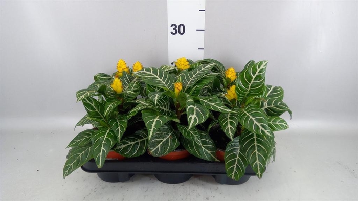 <h4>Aphelandra squar. 'Dania'</h4>