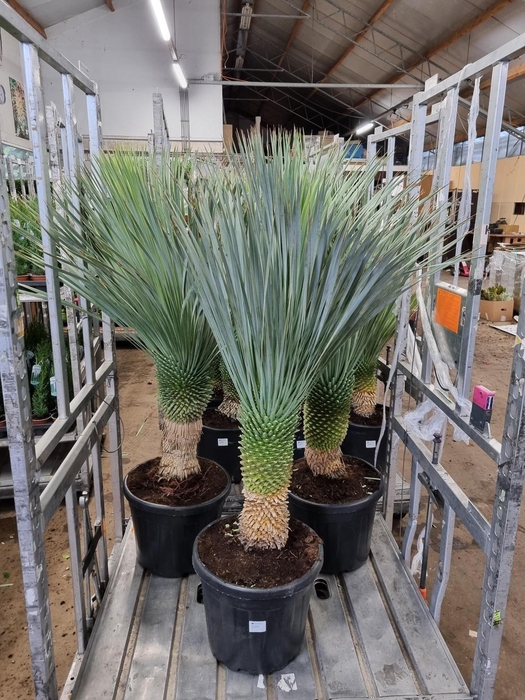 <h4>YUC ROSTRATA</h4>