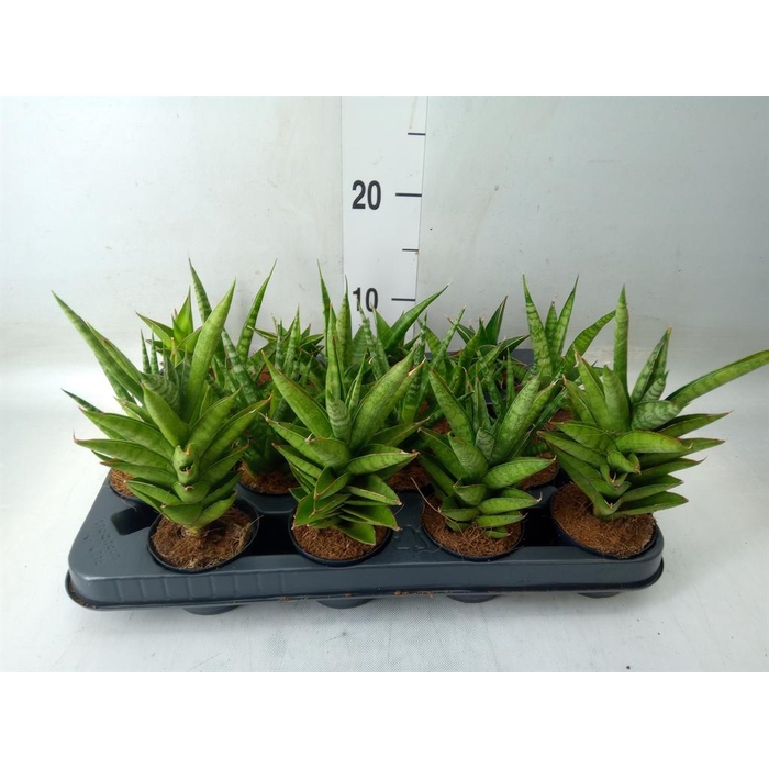 <h4>Sansevieria ...</h4>