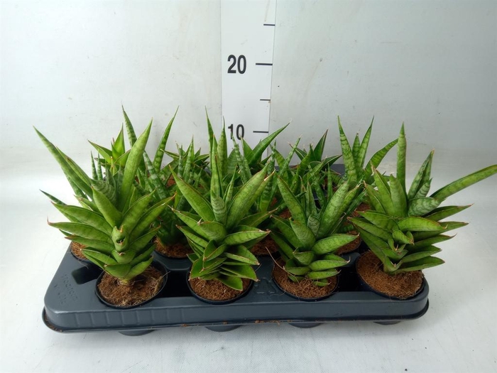 <h4>Sansevieria ...</h4>