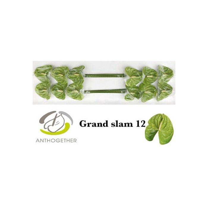 <h4>Anth A Grand Slam</h4>