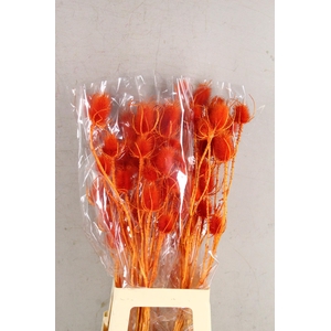 DF Dipsacus Orange Bs 130g