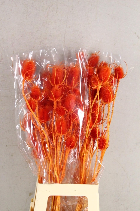 DF Dipsacus Orange Bs 130g