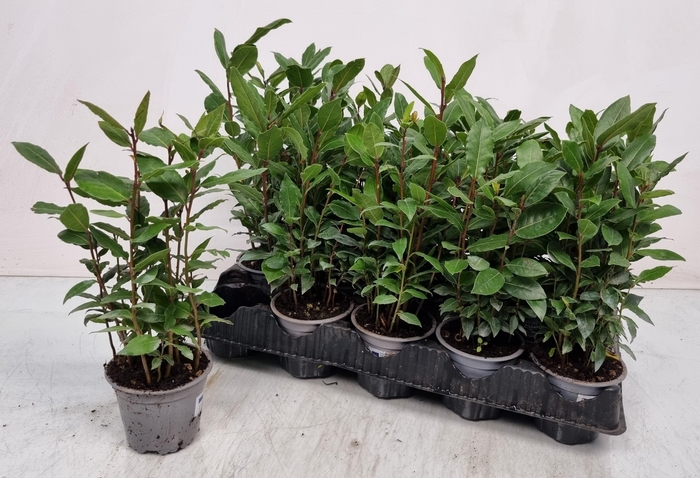 <h4>LAU NOBILIS</h4>