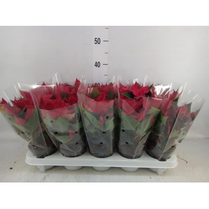 Euphorbia pulc. 'Christ Universe'