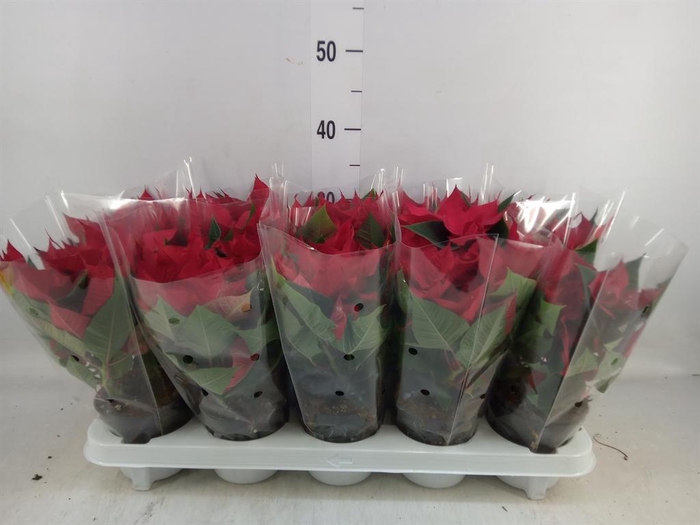 <h4>Euphorbia pulc. 'Christ Universe'</h4>