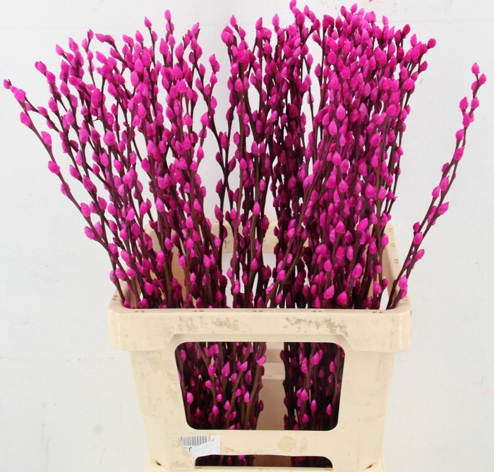 <h4>SALIX OV KLB H%</h4>