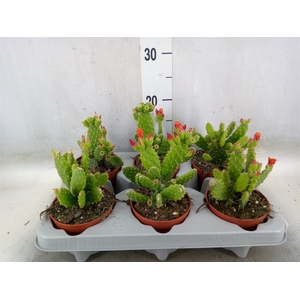 Opuntia